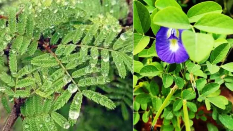 दशहरे पर करें अपराजिता फूल से उपाय, कभी नहीं होगी धन की कमी