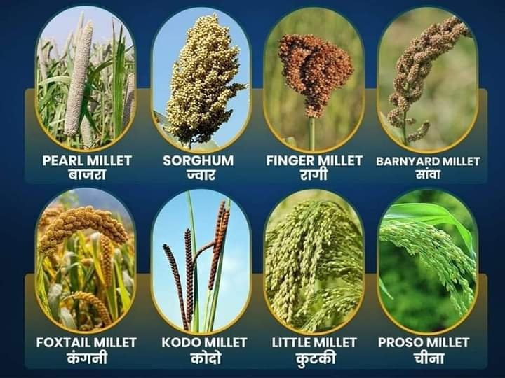 प्रदेश में मोटा अनाज (मिलेट्स) उत्पादन से किसानों को होगा अधिक लाभ