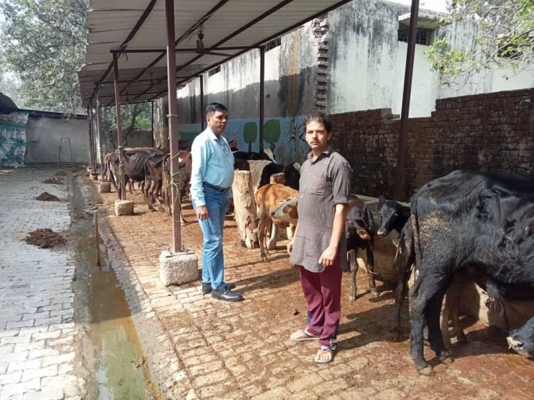 मुख्य पशु चिकित्सा अधिकारी ने  किया अस्थाई गोवंश आश्रय स्थल रोहाना खुर्द तथा रामपुर तिराहा का निरीक्षण