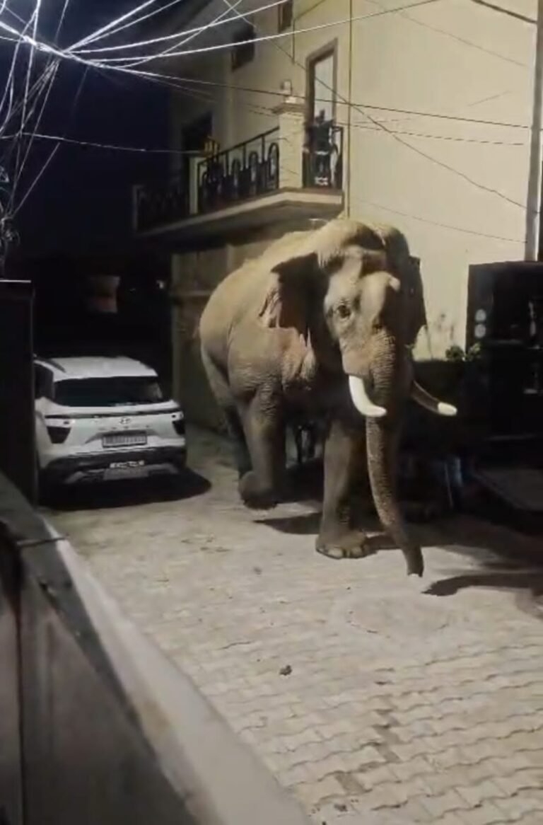 जगदीशपुर क्षेत्र के बालाजी एन्क्लेव में आया जंगली हाथी