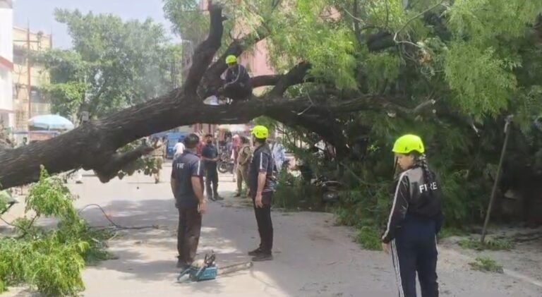 भरभरा कर गिरा नीम का विशाल पेड़, दो अस्थाई दुकानें दबी, एक स्कूटी क्षतिग्रस्त हुई