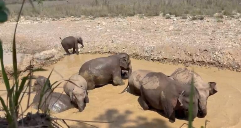 वायरल हो रहा चीला रेंज में वाटरहॉल में मस्ती करते हाथियों का वीडियो