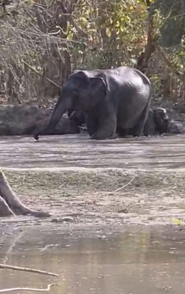 वन्यजीवों को गर्मी से राहत देने के लिए वन विभाग ने जंगलों में बनाए वाटर हॉल