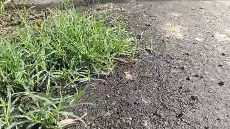 हद, तारकोल की सड़क पर बीच में उग गई घास