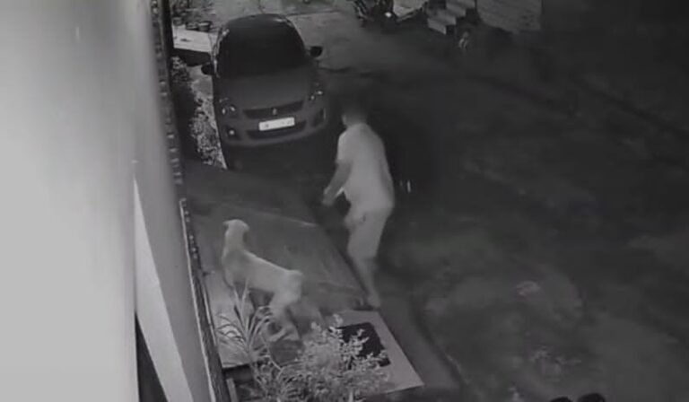 गली के कुत्ते ने दिखायी वफादारी, खाना खिलाने वाले व्यक्ति पर हमला करने आए दूसरे कुत्ते से भिड़ा