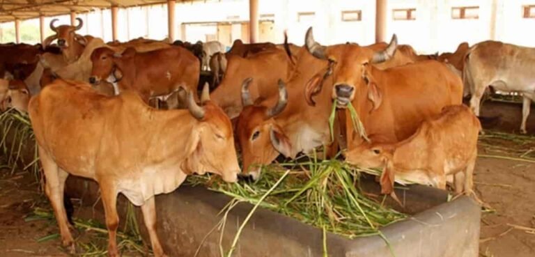 दी मुजफ्फरनगर नई मण्डी गौशाला को सहायक रजिस्ट्रार ने भेजा नोटिस, मांगा जवाब