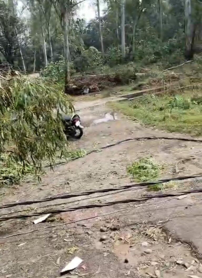 रोहालकी किशनपुर में बारिश और तेज हवा का कहर, घरों पर गिरे पंचायती पेड़; बिजली-पानी की आपूर्ति ठप