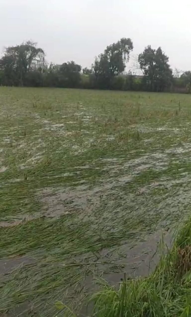 पथरी क्षेत्र में ओलावृष्टि और बारिश से फसलें तबाह, किसानों ने उठाई मुआवजे की मांग